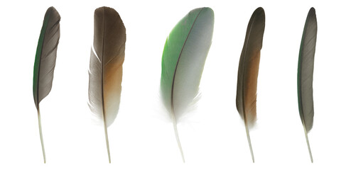 Beautiful set collection macaw parrot feather isolated on white background © nadtytok28