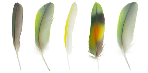 Beautiful set collection macaw parrot feather isolated on white background © nadtytok28