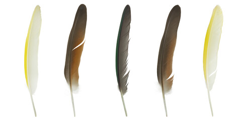 Beautiful set collection macaw parrot feather isolated on white background © nadtytok28
