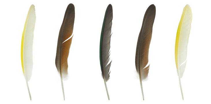 Beautiful set collection macaw parrot feather isolated on white background