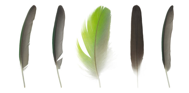 Beautiful set collection macaw parrot feather isolated on white background