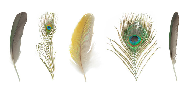 Beautiful set collection feather isolated on white background