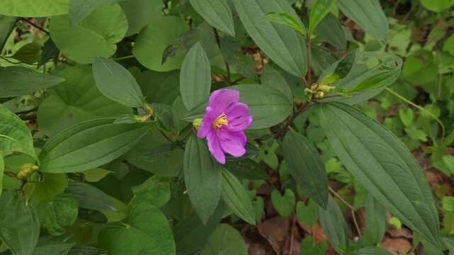 Close-up footage of a beautiful purple Melastoma malabathricum flower blooming among lush green foliage. The delicate five-petaled flower and prominent yellow stamens create a vibrant natural scene