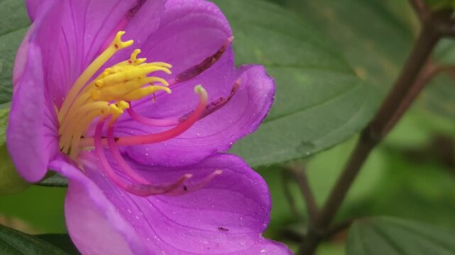 Close-up footage of a beautiful purple Melastoma malabathricum flower blooming among lush green foliage. The delicate five-petaled flower and prominent yellow stamens create a vibrant natural scene