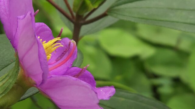 Close-up footage of a beautiful purple Melastoma malabathricum flower blooming among lush green foliage. The delicate five-petaled flower and prominent yellow stamens create a vibrant natural scene