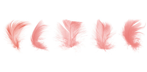 collection pink feather isolated on white background © nadtytok28