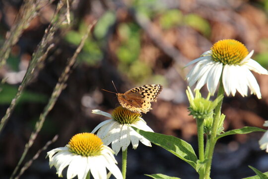 Butterfly On White Flower, William Hawrelak Park, Edmonton, Alberta