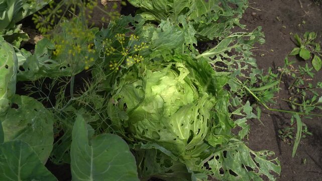 Cabbage with Insect Damage Showing Leaf Holes