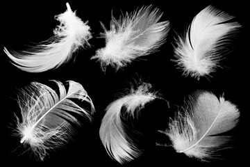Beautiful collection white feather floating in air isolated on black background © nadtytok28