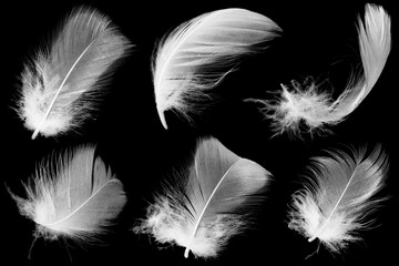 Beautiful collection white feather floating in air isolated on black background © nadtytok28