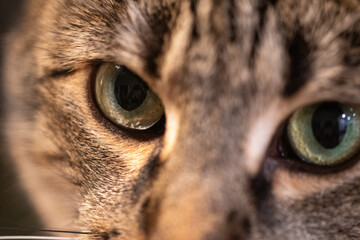 Close up Tabby Cat © Stephen