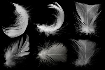 Beautiful collection white feather floating in air isolated on black background © nadtytok28