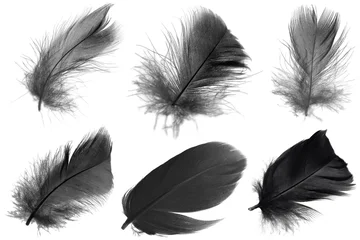 black swan feather isolated on white background © nadtytok28