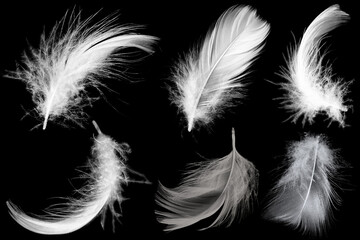 Beautiful collection white feather floating in air isolated on black background © nadtytok28