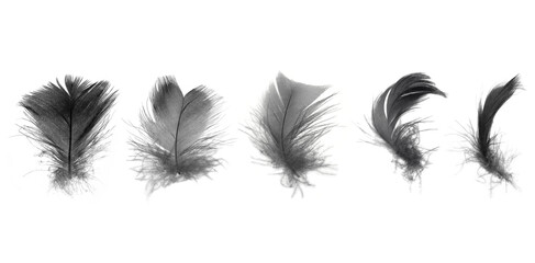Bird crow swan black feather isolated on white background © nadtytok28