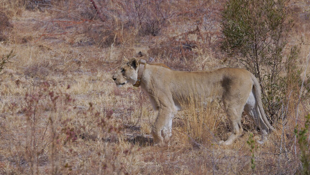 a lioness, with a tracking collar, walking at pilanesberg national park in south africa