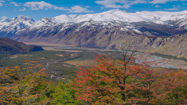 a copse of southern beech trees in autumn foliage and the las vueltas river valley in the distance at los glaciares national park of argentina