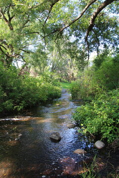 stream in the forest, William Hawrelak Park, Edmonton, Alberta