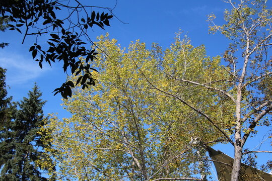 Yellow Leaf's Above, William Hawrelak Park, Edmonton, Alberta 