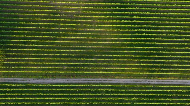 Lush Green Vineyard Rows In Parallel Lines Across Countryside Valley Of Ponte de Lima In Portugal. aerial topdown shot