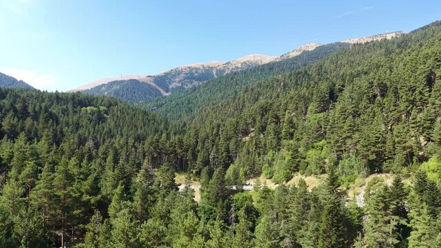 Dense pine forest covering mountain slopes in La Molina, Pyrenees, Spain, with a rocky summit under clear blue sky and a winding road visible below