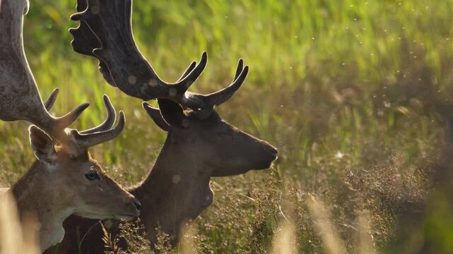 Pair of male fallow deer with impressive antlers stroll through meadow. Slowmo