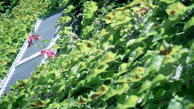 Lush green ivy with scattered pink flowers climbs a building facade, revealing windows. The camera moves upward, capturing a romantic and natural architectural blend in bright daylight.