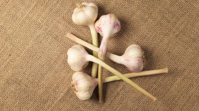 Fresh organic garlic rotating on burlap fabric
