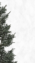 Fototapeta premium Pine tree border white background
