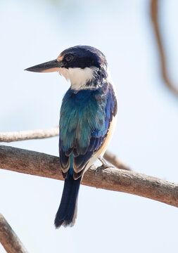 Blue winged kingfisher in northern Australia.