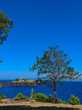Tropical Tree on Coastal Cliff Overlooking Blue Sea and Small Island