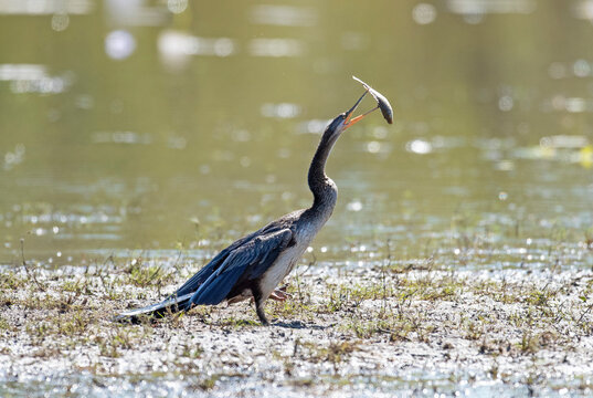 Darter bird catching fish in a remote lagoon in far north Queensland, Australia.
