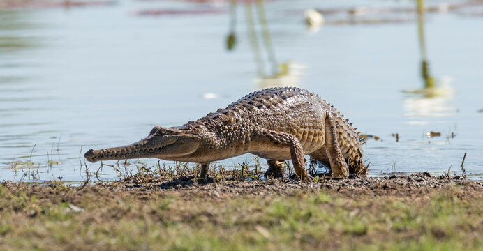 A  fresh water crocodile in a remote lagoon in far north Queensland, Australia.