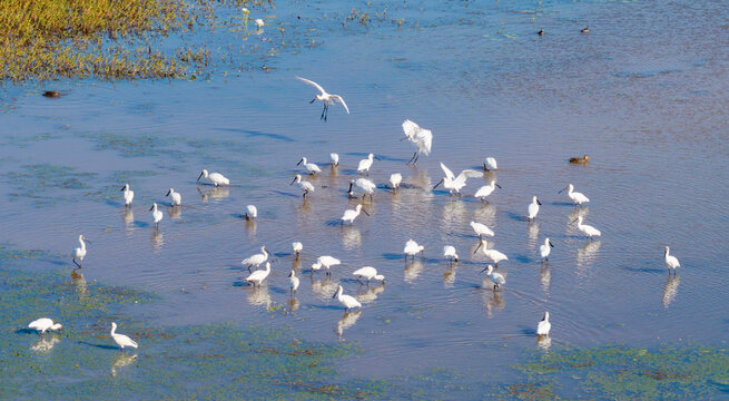A large flock of Royal spoonbills on a lagoon in far north Queensland,