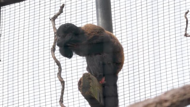 Monkey