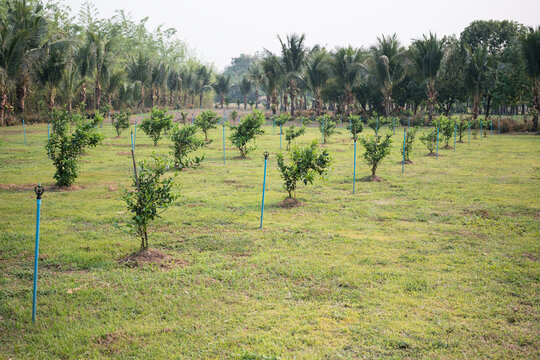 Lime (Citrus aurantifolia) plantation in Thailand, growing citrus fruits in countryside, field with automatic irrigation system and sprinklers, lime important ingredient in Thai and Asian cuisines.