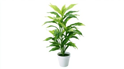 Fototapeta premium Lush Green Indoor Plant in Simple White Pot Ideal for Home Decoration and Office Spaces Enhancing Aesthetic Appeal and Bringing Nature Indoors