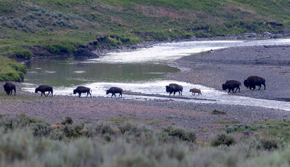 Buffalo Crossing © George Erwin Turner