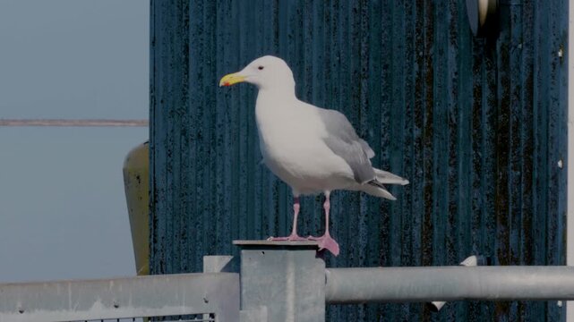 seagull on the pier