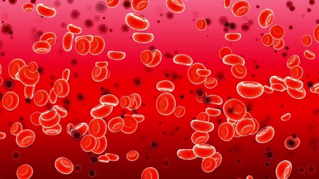 Red blood cells and platelets: medical dynamic video materials