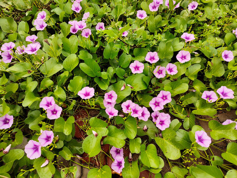 High-Angle Beach Morning Glory (Tapak Kuda) Ipomoea pes-caprae Pink Flowers Bloom Ground Cover
