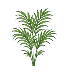 Fototapeta premium Areca Palm Tropical Plant Botanical Illustration Isolated