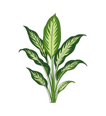 Fototapeta premium Green Leafy Indoor Plant Botanical Illustration Isolated