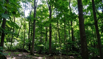 Fototapeta premium Dense green deciduous forest interior with summer foliage.