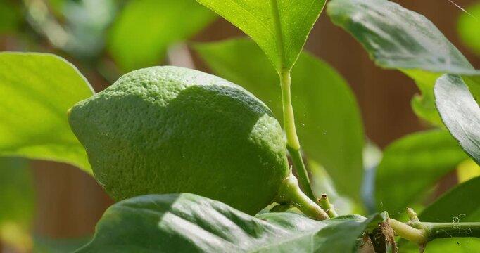Unripe green lemon fruit grows on tree among bright leaves
