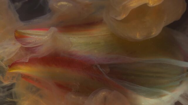 Vertical video. Floral texture. Blend ink fluid. Defocused orange color fume yellow red flower tulip wet nature on abstract art background.