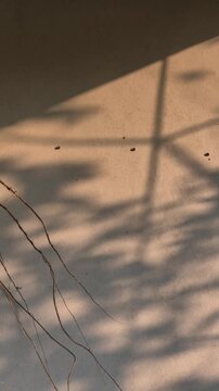 Aesthetic shadows of swaying plant leaves cast on a textured bright wall
