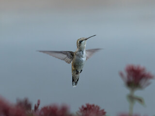 A hummingbird hovers beside a flower © Dmytro