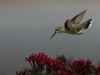 A hummingbird hovers beside a flower © Dmytro