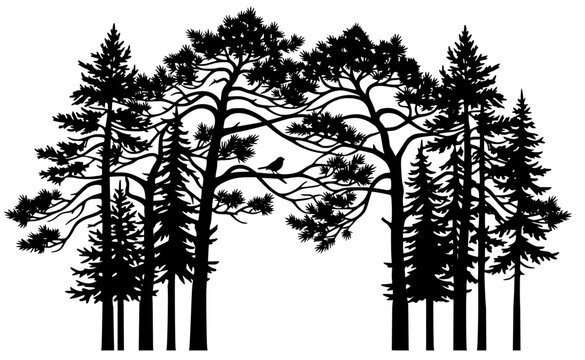 Black silhouettes of tall pine trees with detailed branches and perched bird. Bold vector artwork symbolizing nature, wildlife, and woodland serenity in minimalist style.
